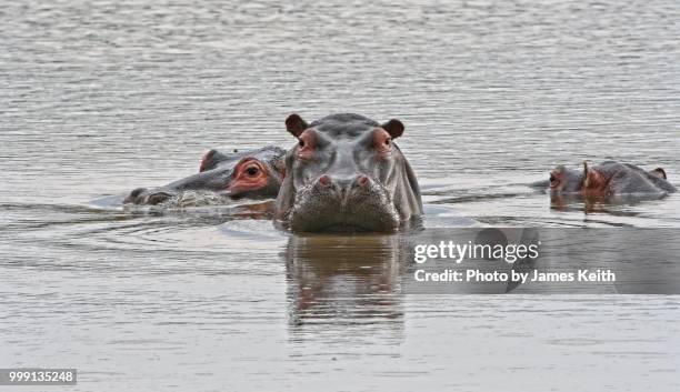 the dominant member of a group of hippos raises its head to warn us that we are enroaching in its space. - omnívoro fotografías e imágenes de stock