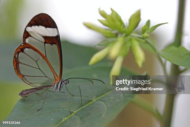 glasswinged butterfly (greta oto), mainau island, baden-wuerttemberg, germany - greta stock pictures, royalty-free photos & images