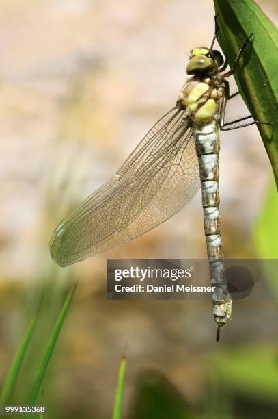 large emperor dragonfly (anax imperator), freshly hatched, still drying and not fully coloured, bavaria, germany - anax imperator stockfoto's en -beelden