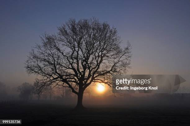 old oak (quercus) at dawn, during sunrise, near tangstedt, schleswig-holstein, germany - sleeswijk holstein stockfoto's en -beelden