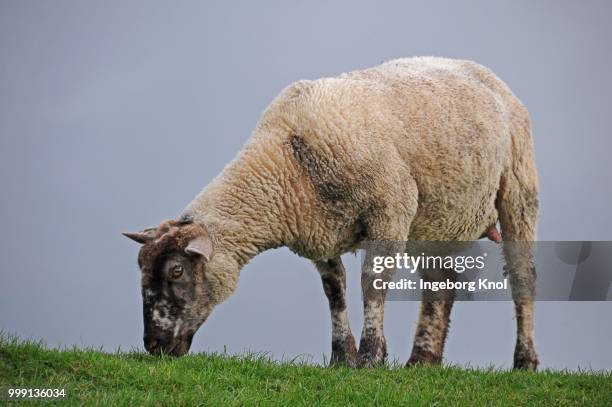 sheep on the dyke of the elbe river at kollmar, schleswig-holstein, germany - paarhufer stock-fotos und bilder