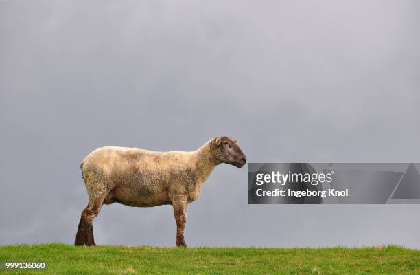 sheep on the dyke of the elbe river at kollmar, schleswig-holstein, germany - hornträger stock-fotos und bilder