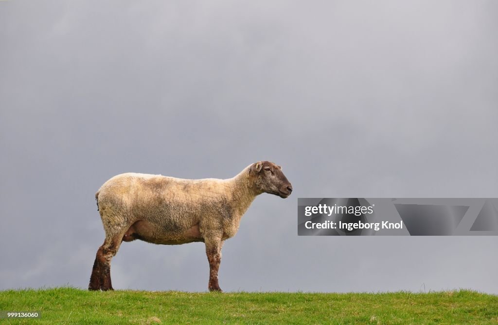 Sheep on the dyke of the Elbe river at Kollmar, Schleswig-Holstein, Germany