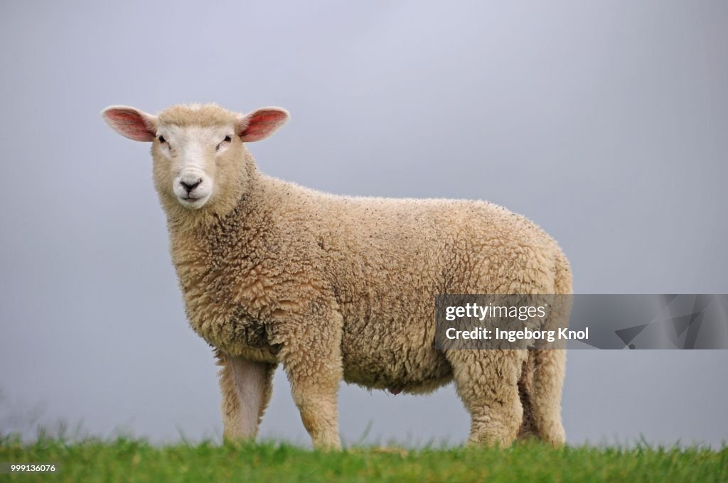 Lamb on the dyke of the Elbe river at Kollmar, Schleswig-Holstein, Germany