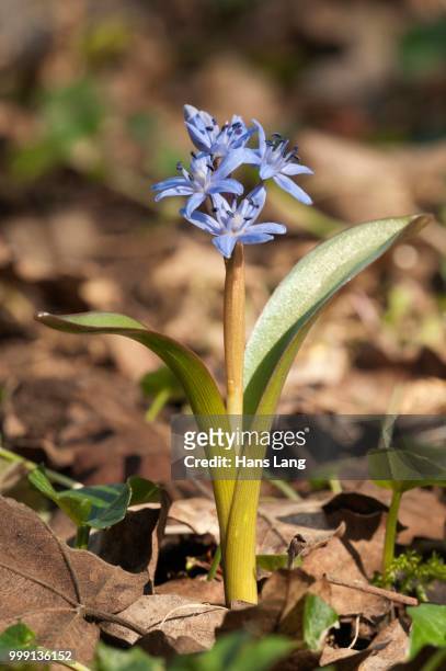 two-leaf squill (scilla bifolia), leinzell, baden-wuerttemberg, germany - hyacinthaceae stock pictures, royalty-free photos & images