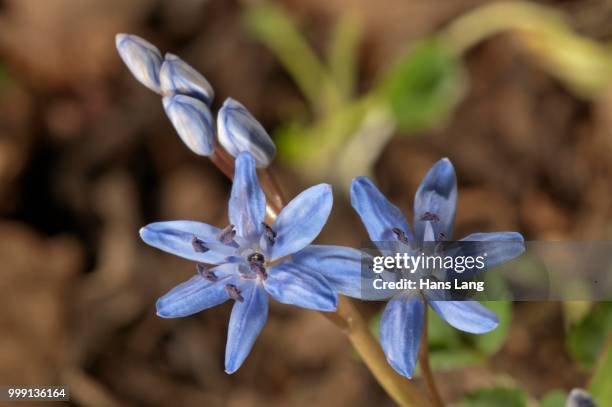 two-leaf squill (scilla bifolia), individual blossoms, leinzell, baden-wuerttemberg, germany - hyacinthaceae stock pictures, royalty-free photos & images