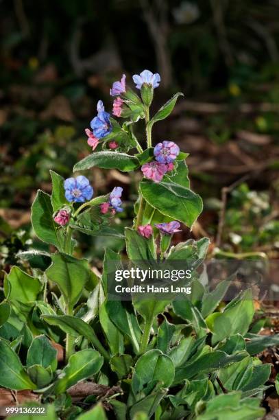 common lungwort (pulmonaria officinalis), untergroeningen, baden-wuerttemberg, germany - pulmonaria officinalis stock pictures, royalty-free photos & images