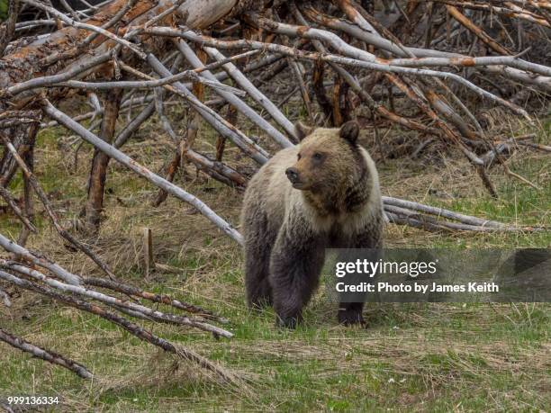 a young grizzly bear is spotted roadside at the entrance to yellowstone national park. - omnívoro fotografías e imágenes de stock