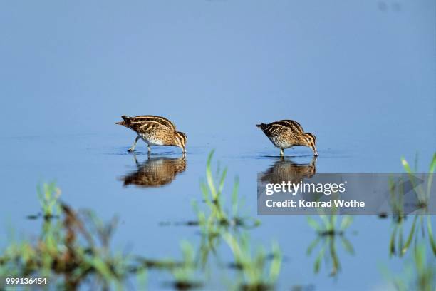 two common snipes (gallinago), bird of the year 2013, sewage farm, muenster, north rhine-westphalia, germany - wader bird stock-fotos und bilder