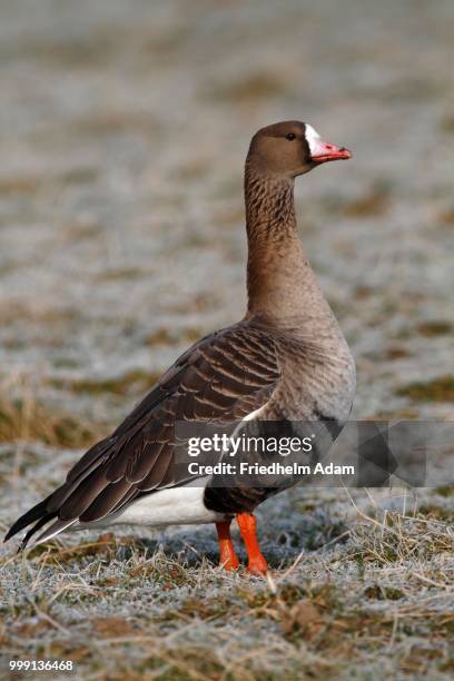 greater white-fronted goose (anser albifrons) standing on a frozen meadow in its wintering area, bislicher island, north rhine-westphalia, germany - anseriformes stock pictures, royalty-free photos & images