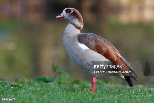 egyptian goose (alopochen aegyptiacus), standing on the lawn of the palace park, schlosspark biebrich, wiesbaden, hesse, germany - anseriformes stock pictures, royalty-free photos & images