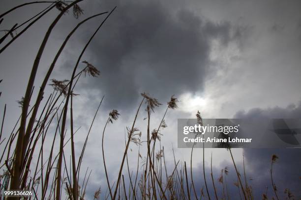 bodstedter bodden lagoon, between born and wieck, darss, mecklenburg-western pomerania, germany - ariane stock pictures, royalty-free photos & images