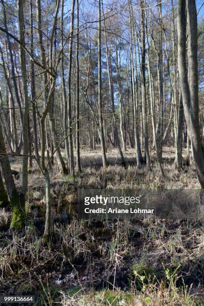 darss forest near prerow, western pomerania lagoon area national park, darss, mecklenburg-western pomerania, germany - wald fotografías e imágenes de stock