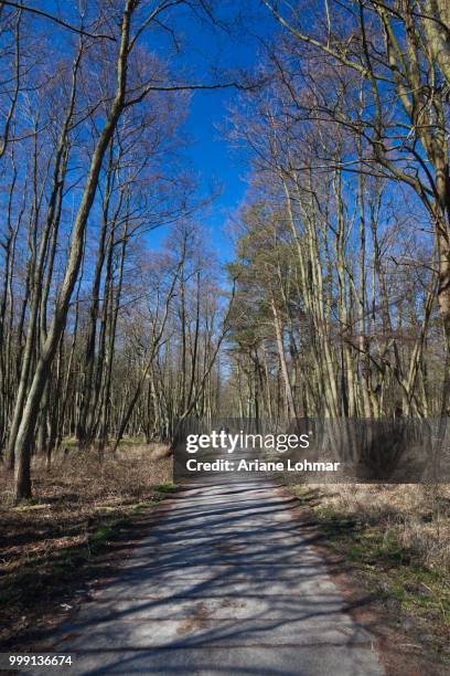 forest track, darss forest near prerow, western pomerania lagoon area national park, darss, mecklenburg-western pomerania, germany - wald fotografías e imágenes de stock