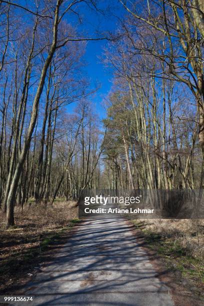 forest track, darss forest near prerow, western pomerania lagoon area national park, darss, mecklenburg-western pomerania, germany - wald stock pictures, royalty-free photos & images