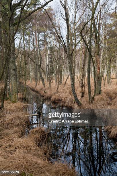 darss forest near ahrenshoop, western pomerania lagoon area national park, darss, mecklenburg-western pomerania, germany - wald fotografías e imágenes de stock