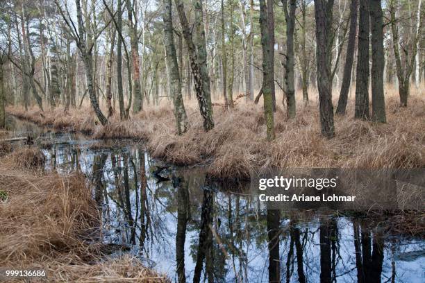 darss forest near ahrenshoop, western pomerania lagoon area national park, darss, mecklenburg-western pomerania, germany - wald fotografías e imágenes de stock