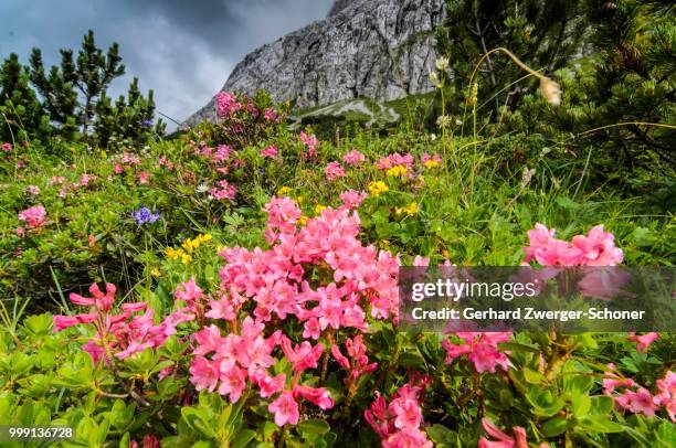 hairy alpenrose (rhododendron hirsutum), karwendel mountains, tyrol, austria - alpenrose stock pictures, royalty-free photos & images