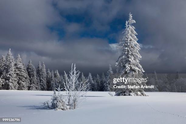 firs in the fresh snow on kandel mountain, black forest mountain range near freiburg, baden-wuerttemberg, germany, publicground - kandeel stock pictures, royalty-free photos & images