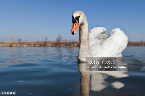 mute swan (cygnus olor), danube river, tulln, lower austria, austria - alfred stockfoto's en -beelden