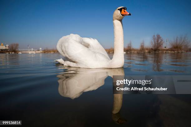 mute swan (cygnus olor), danube river, tulln, lower austria, austria - alfred weiss stock-fotos und bilder