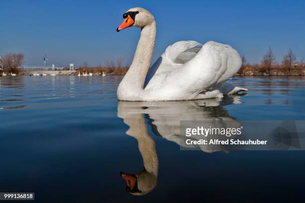 mute swan (cygnus olor), danube river, tulln, lower austria, austria - alfred weiss stock-fotos und bilder