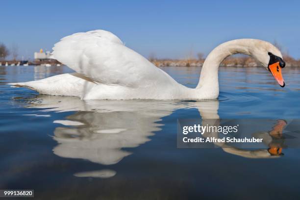 mute swan (cygnus olor), danube river, tulln, lower austria, austria - alfred weiss stock-fotos und bilder