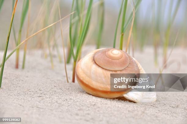 snail shell on the sand, north sea beach, st. peter-ording, schleswig-holstein, germany - shell beach stock pictures, royalty-free photos & images