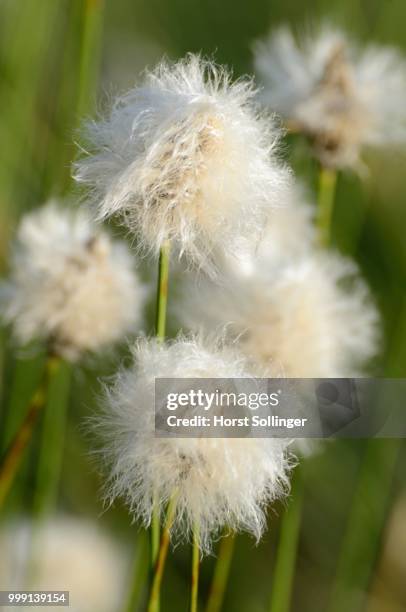 hare's-tail cottongrass, tussock cottongrass or sheathed cottonsedge (eriophorum vaginatum l.), near rosenheim, bavaria, germany - rosenheim stock-fotos und bilder