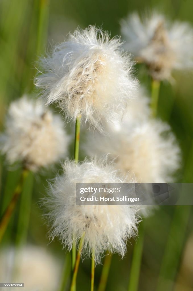 Hare's-tail Cottongrass, Tussock Cottongrass or Sheathed Cottonsedge (Eriophorum vaginatum L.), near Rosenheim, Bavaria, Germany