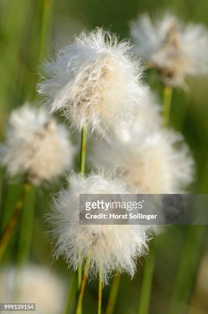hare's-tail cottongrass, tussock cottongrass or sheathed cottonsedge (eriophorum vaginatum l.), near rosenheim, bavaria, germany - rosenheim - fotografias e filmes do acervo