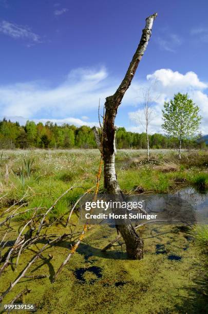 bog pond with a dead tree in the foothills of the alps, near rosenheim, bavaria, germany - rosenheim - fotografias e filmes do acervo