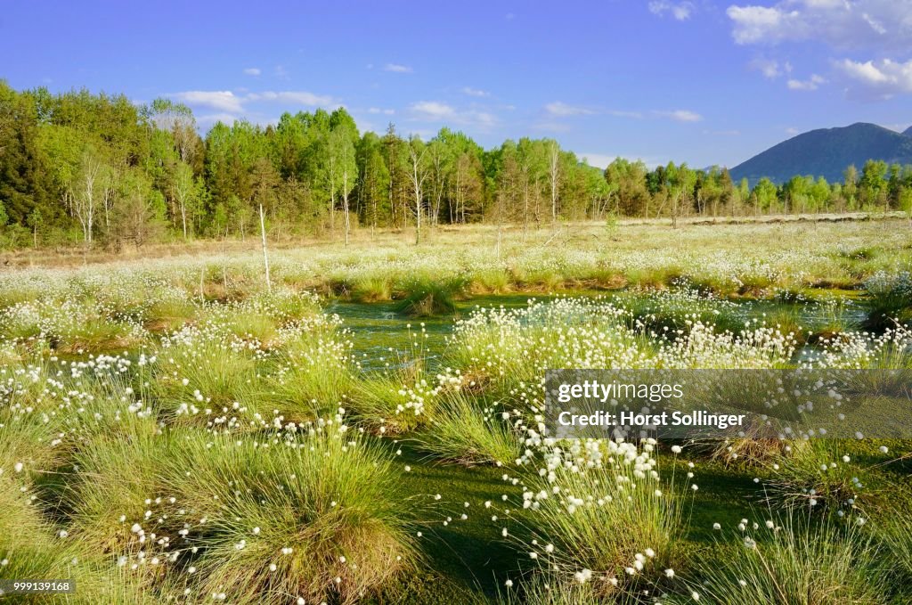 Bog pond in the foothills of the Alps with Hare's-tail Cottongrass, Tussock Cottongrass or Sheathed Cottonsedge (Eriophorum vaginatum L.), near Rosenheim, Bavaria, Germany