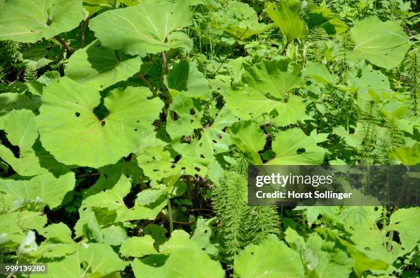alpine upland floodplains vegetation with leaves of the common butterbur (pestasites hybridus) and shoots of the great horsetail (equisetum telmateia), bavaria, germany - coltsfoot photos et images de collection