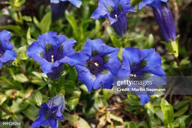 gentiana (gentiana angustifolia), garden plant, austria - angustifolia stock-fotos und bilder