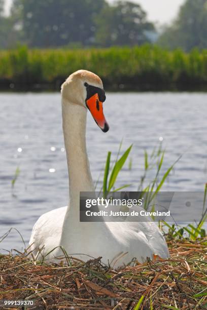 nesting and breeding mute swan (cygnus olor), sitting on nest, germany - broeden stockfoto's en -beelden