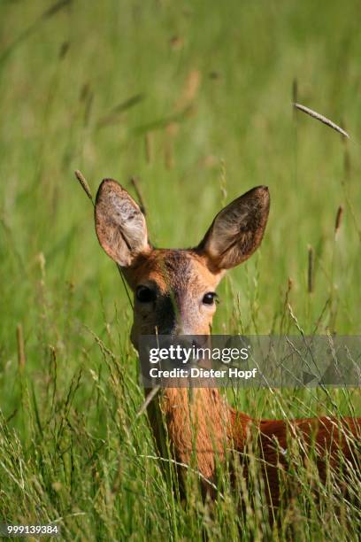 roe deer (capreolus capreolus), portrait, allgaeu, bavaria, germany - paarhufer stock-fotos und bilder