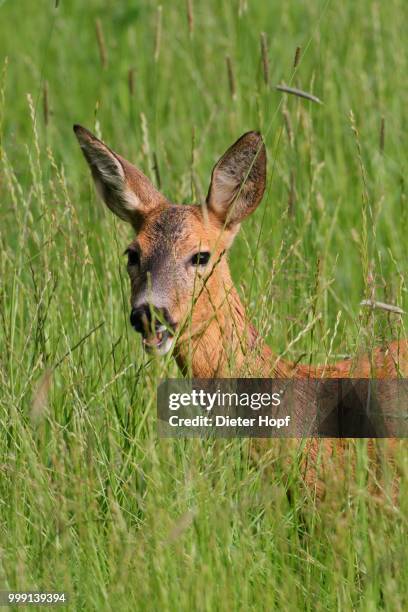 roe deer (capreolus capreolus), portrait, allgaeu, bavaria, germany - artiodactyla 個照片及圖片檔
