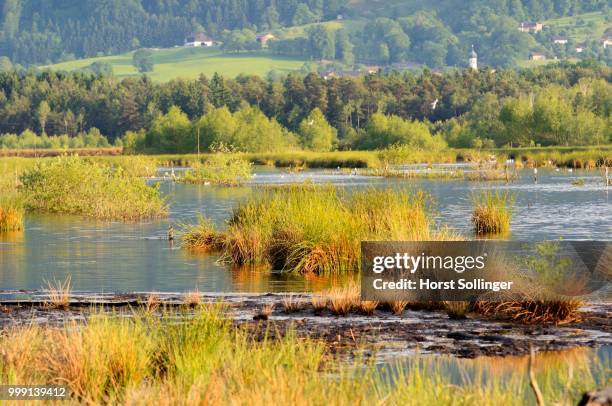 renaturated, waterlogged peat bog, stammbeckenmoor rosenheim basin bog area, prealpine lands, nicklheim, bavaria, germany europe - rosenheim - fotografias e filmes do acervo