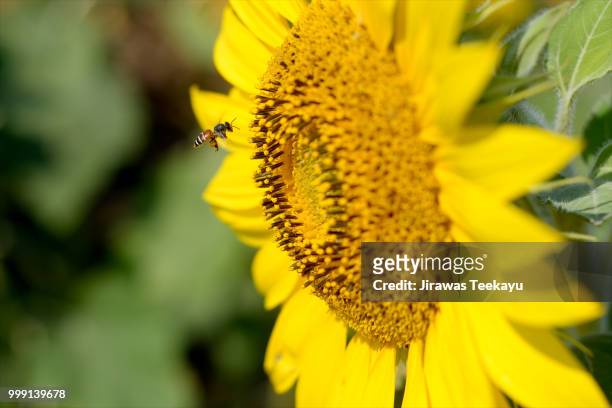 bee fly at sunflower - bee fly stock pictures, royalty-free photos & images