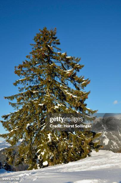 old mountain spruce (picea abies) at brentenjoch saddle, kaisergebirge or kaiser mountain range, tyrol, austria - wilder kaiser stock-fotos und bilder