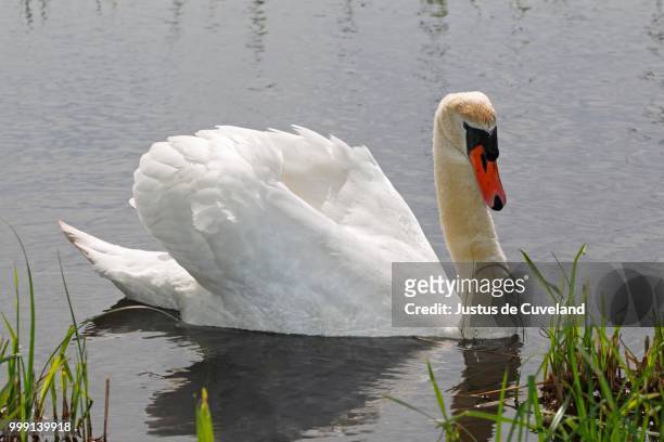 mute swan (cygnus olor) on water, schleswig-holstein, germany - sleeswijk holstein stockfoto's en -beelden