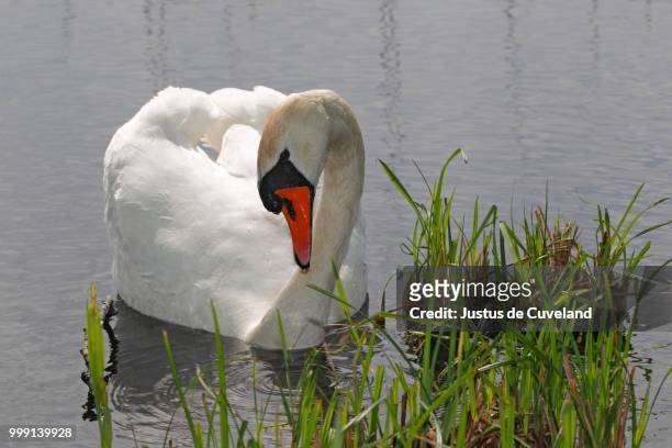 mute swan (cygnus olor) on water, schleswig-holstein, germany - sleeswijk holstein stockfoto's en -beelden