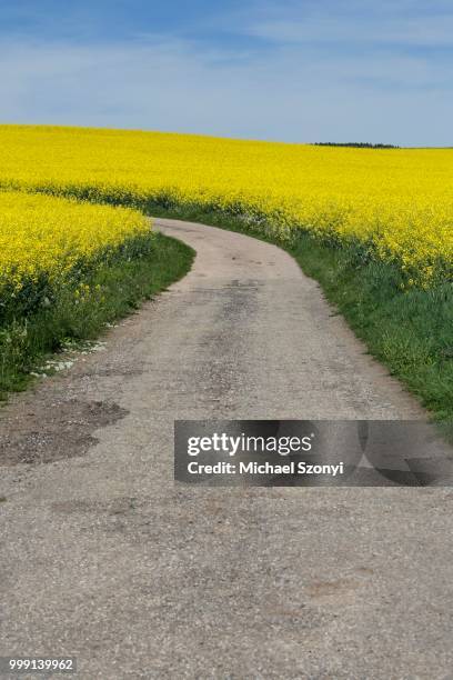 path through a field of rape, black forest, baden-wuerttemberg, germany - rübsen stock-fotos und bilder