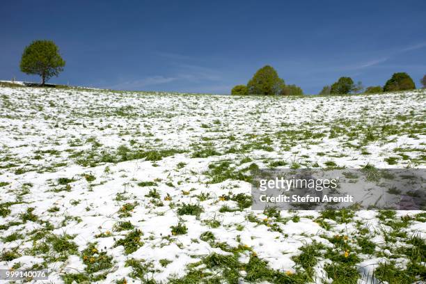 meadow with snow in the black forest, st. peter, baden-wuerttemberg, germany - peter snow stock pictures, royalty-free photos & images