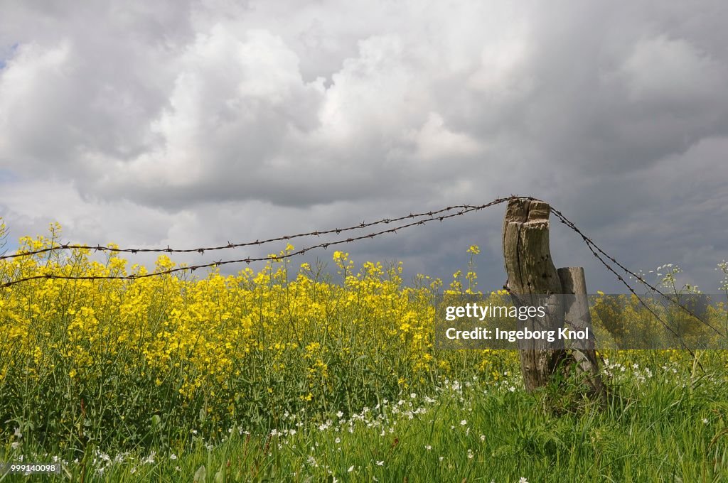 Rape field with barbed wire and poles, clouds, Tangstedt, Schleswig-Holstein, Germany