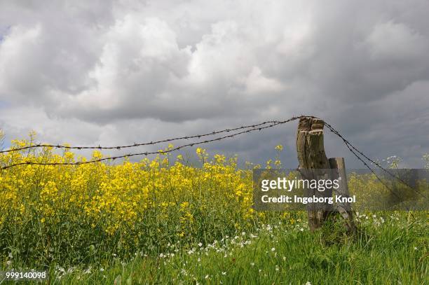 rape field with barbed wire and poles, clouds, tangstedt, schleswig-holstein, germany - sleeswijk holstein stockfoto's en -beelden