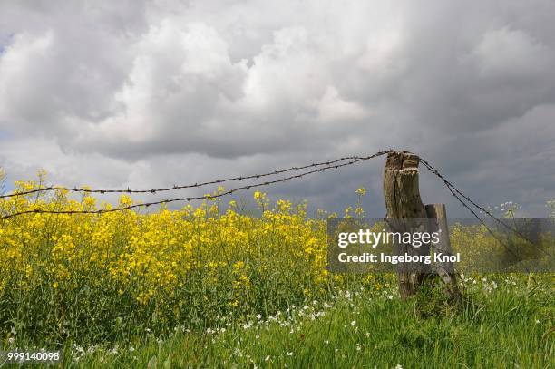 rape field with barbed wire and poles, clouds, tangstedt, schleswig-holstein, germany - brassica rapa stock pictures, royalty-free photos & images