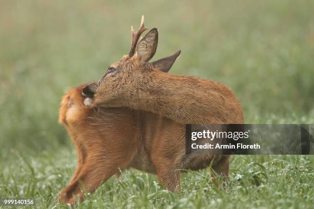 roe deer (capreolus capreolus), roebuck during grooming, limburg an der lahn, hesse, germany - artiodactyla stock-fotos und bilder