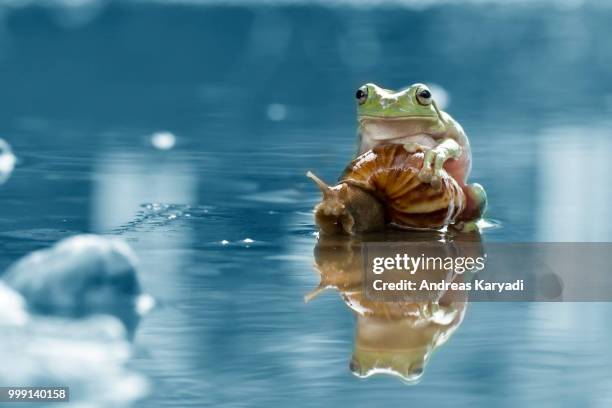snail, frog, dumpy frog, reflection - grenouille rousse photos et images de collection
